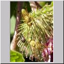 Terellia tussilaginis - Bohrfliege 01.jpg